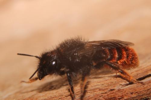 Osmia bicolor